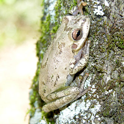Squirrel Treefrog by Steve A. Johnson