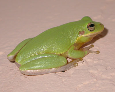 A cute little squirrel tree frog on my porch railing in North Florida : r/ frogs