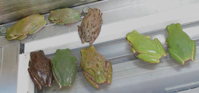 A cute little squirrel tree frog on my porch railing in North Florida : r/ frogs