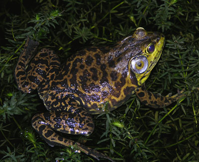 American Bullfrog by Steve A. Johnson