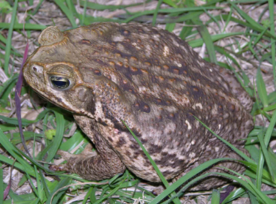 Cane Toad by Steve A. Johnson