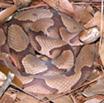 Copperhead