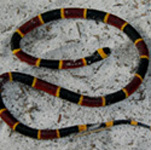 Coral Snake