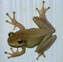 cuban treefrog