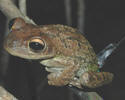 cuban treefrogs