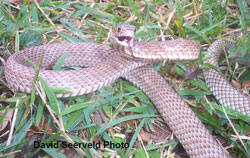 Good luck fella, stay safe': a snake catcher explains why our fear of brown  snakes is misplaced