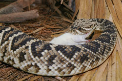 rattlesnake eating rat