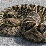 eastern diamondback rattlesnake