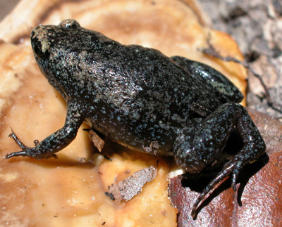 Eastern Narrow-mouthed Toad