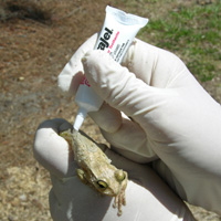 euthanizing invasive cuban treefrog