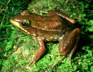 Florida Bog Frog by Kevin Enge