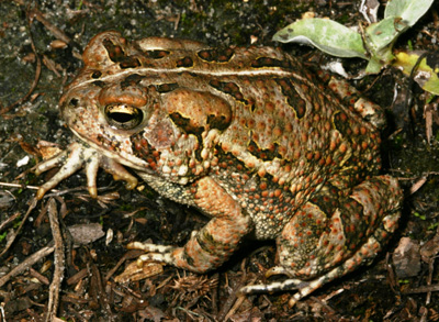 Fowler's Toad by Kevin Enge