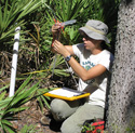 evaluating cuban treefrog