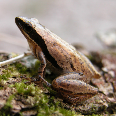 Little Grass Frog by W.J. Barichivich