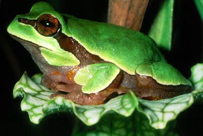 A cute little squirrel tree frog on my porch railing in North Florida : r/ frogs