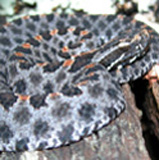 pygmy rattlesnake