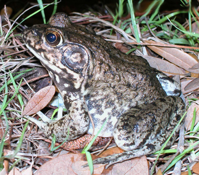 River Frog by Steve A. Johnson