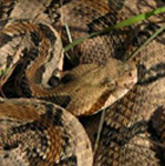 Timber Rattlesnake