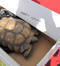 unwanted pet tortoise