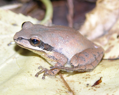 Upland Chorus Frog by Steve A. Johnson