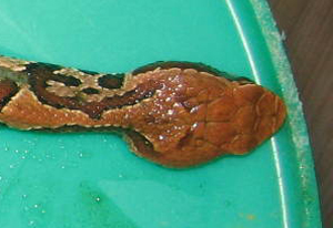 water moccasin head