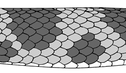 illustration of blotched markings on snake scales