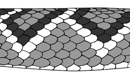 illustration of diamond markings on snake scales