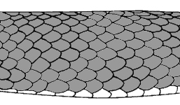 illustration of solid-colored snake scales