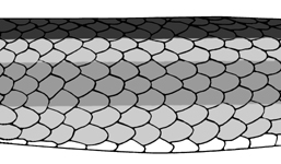 illustration of striped markings on snake scales