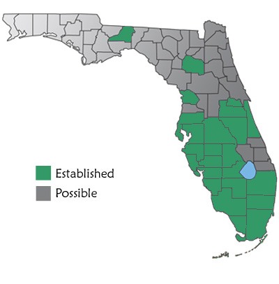 map  showing brahminy blindsnakes could potentially be found throughout Florida