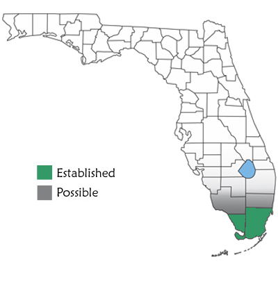 map showing common boas are found only in south florida