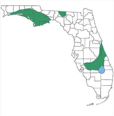 map showing that mole kingsnakes are only found in parts of the panhandle and a relatively small region in central Florida north of Lake Okeechobee