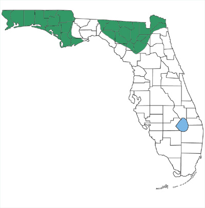 map showing that rough earthsnakes are found only in northern Florida and the panhandle