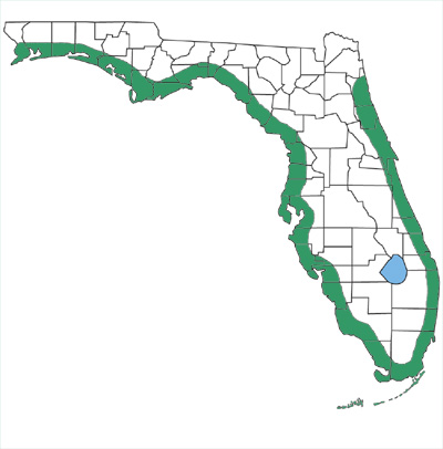 map showing saltmarsh watersnakes are found in coastal areas throughout most of Florida