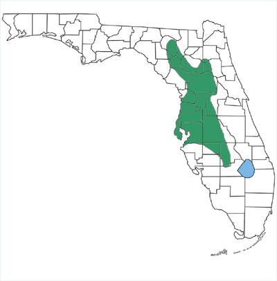 map showing that short-tailed snakes are found only in north-central peninsular Florida west of the St. Johns River