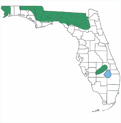 map showing that smooth earthsnakes are found in northwestern Florida and in an isolated population in central Florida