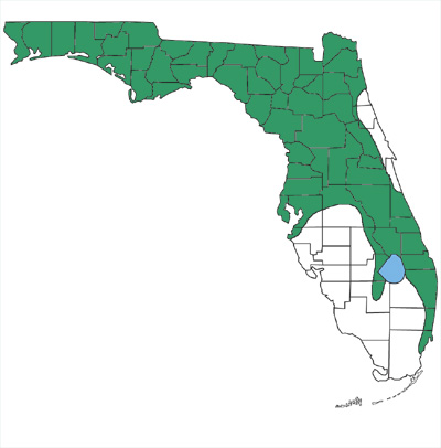 map showing that southern hog-nosed snakes are found in northern and central Florida, with the exception of an area along the northeastern coast