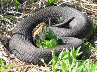 photo of solid-colored brown-black adult cottonmouth