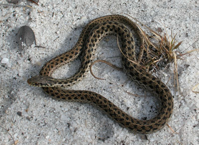 Photo of brownish Common Gartersnake with yellow-tan stripe and black blotches