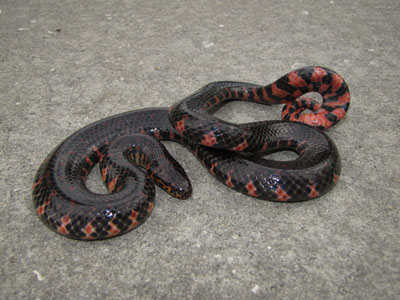 photo of red-bellied mudsnake showing triangular red markings along sides of black body