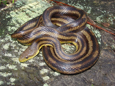 photo of adult eastern ratsnake showing yellowish color with dark stripes; blotches are still faintly visible between stripes on this individual