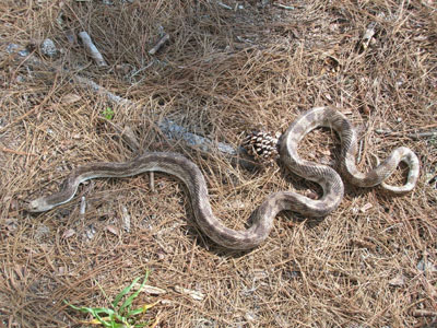 photo of pinesnake showing blotches on tan body; blotches toward head are obscured by dark pigment