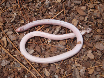 photo of Florida wormlizard showing pink, earthworm-like body