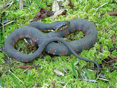 dark-colored adult banded watersnake showing faint bands and dark eyestripe