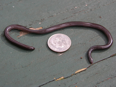 photo of brahminy blindsnake showing earthworm-like appearance, small size, and brown body