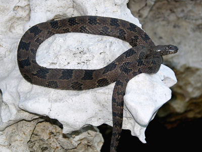 photo of brown watersnake resting on limestone at a river's edge, showing typical brown body with alternating dark blotches