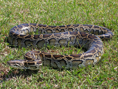 photo of Burmese python showing dark, giraffe-like blotches on grayish-tan body