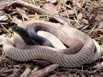photo of coachwhip showing tan body and brown-black head
