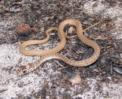 photo of juvenile coachwhip showing faint crossbands on tan body