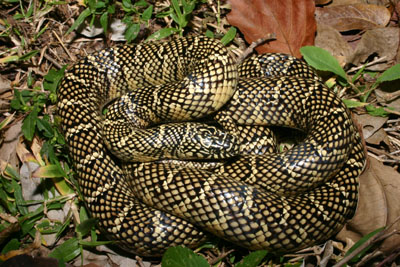 photo of common kingsnake showing specked tan body with cream crossbands